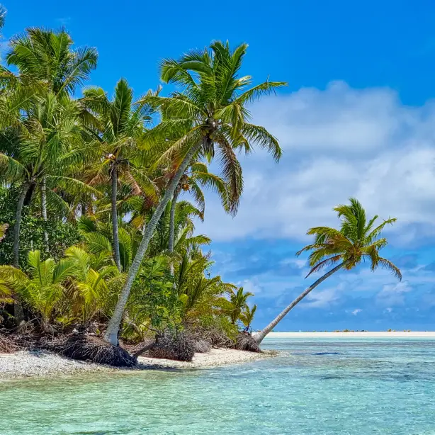 Kust van Cookeilanden, palmbomen tot land de oceaan ontmoet