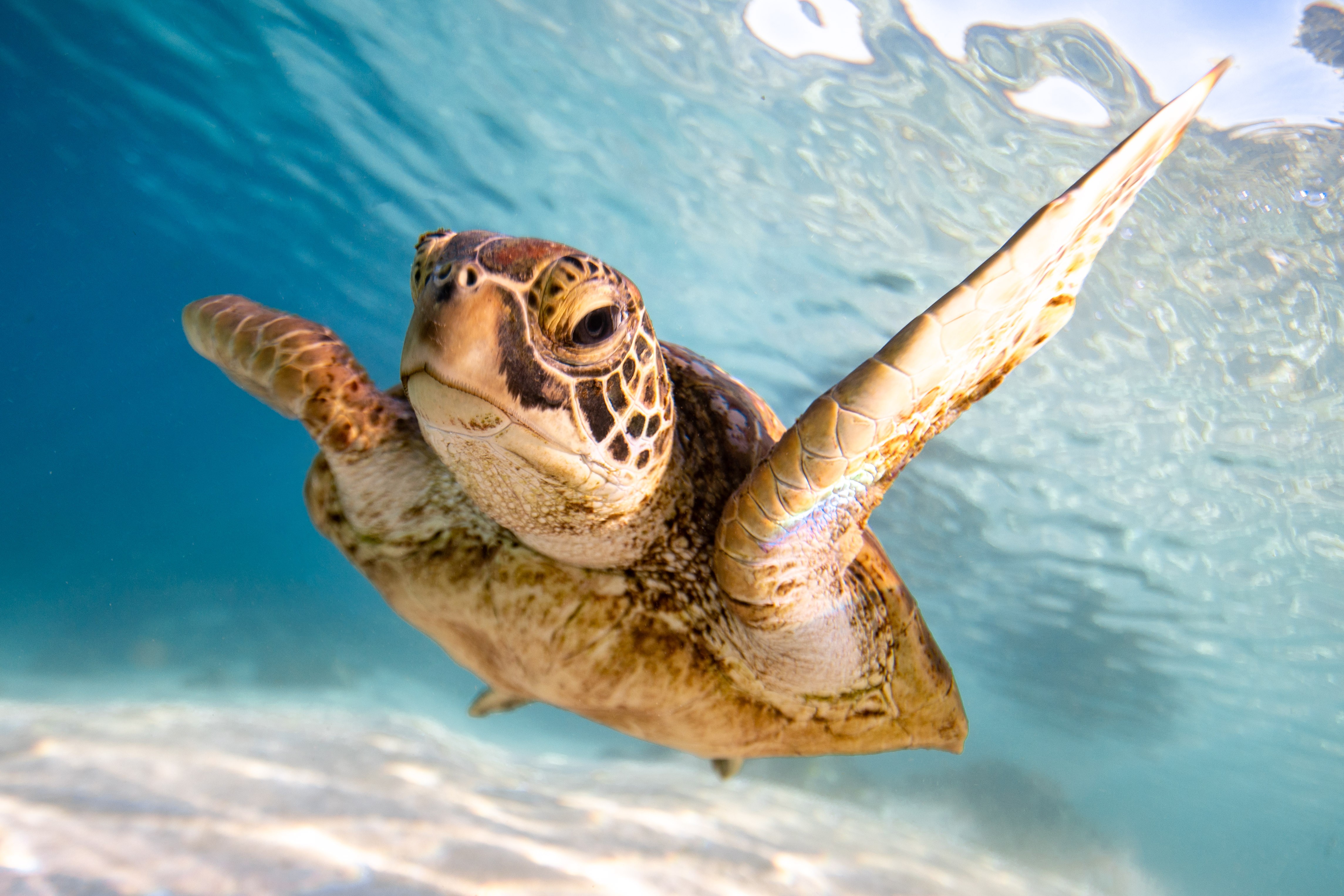Cookinseln Rarotonga Schildkröte unter Wasser