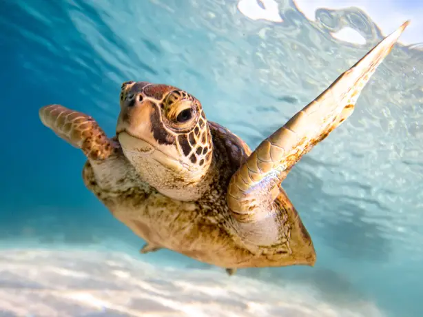 Cookinseln Rarotonga Schildkröte unter Wasser