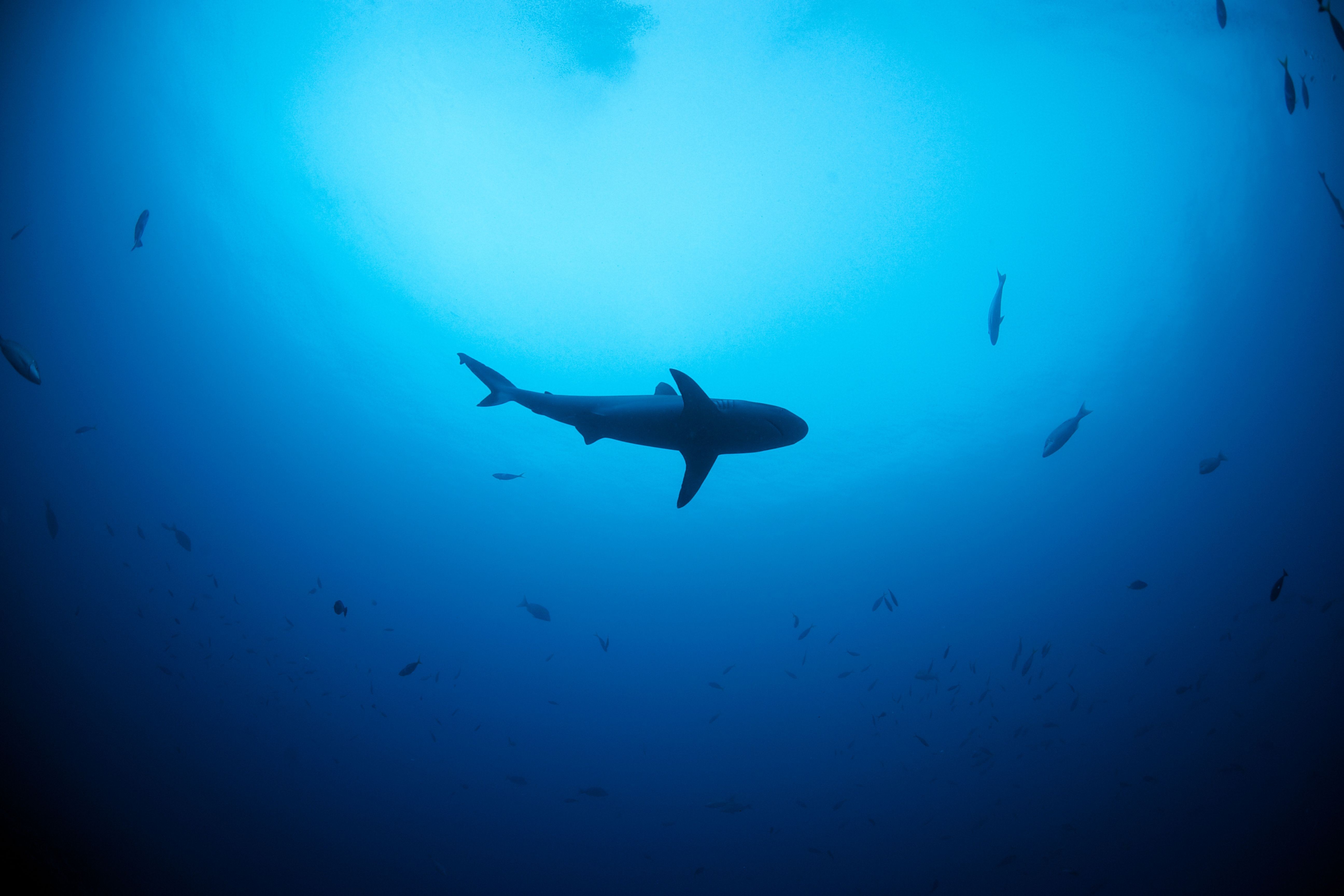 Fiji sharks