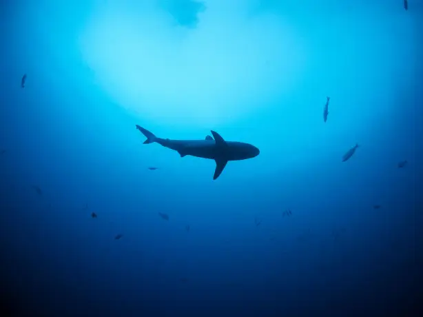 Fiji sharks