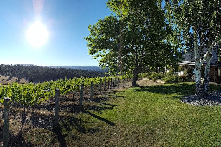 Hawkdun Rise Vineyard Judith Branco Reisverslag Nieuw Zeeland Travel Essence