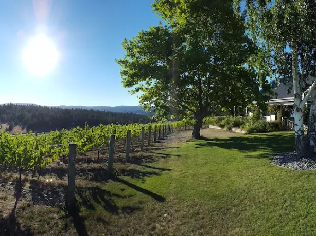 Hawkdun Rise Vineyard Judith Branco Reisverslag Nieuw Zeeland Travel Essence