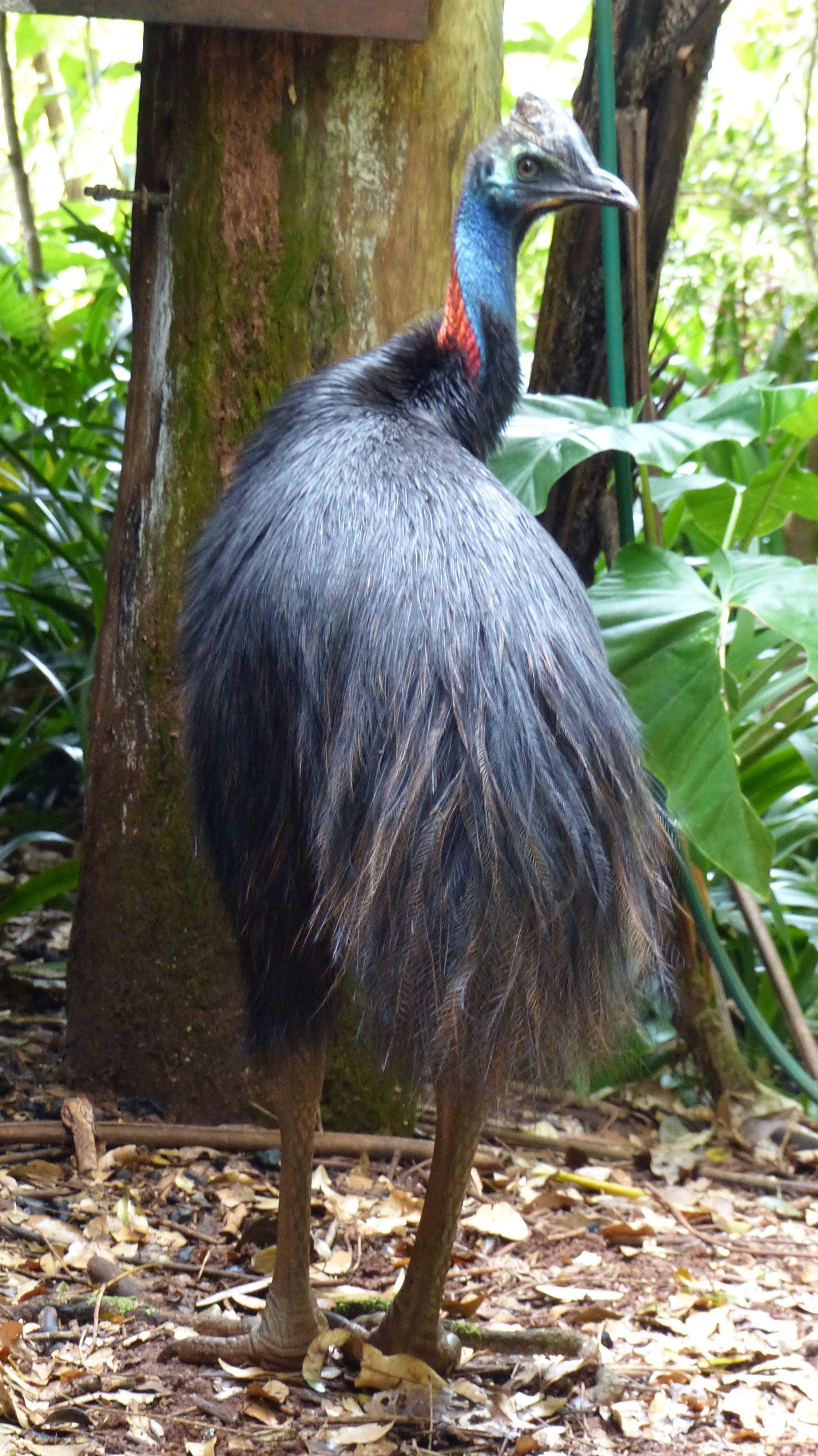 Aus fam tonen cassowary