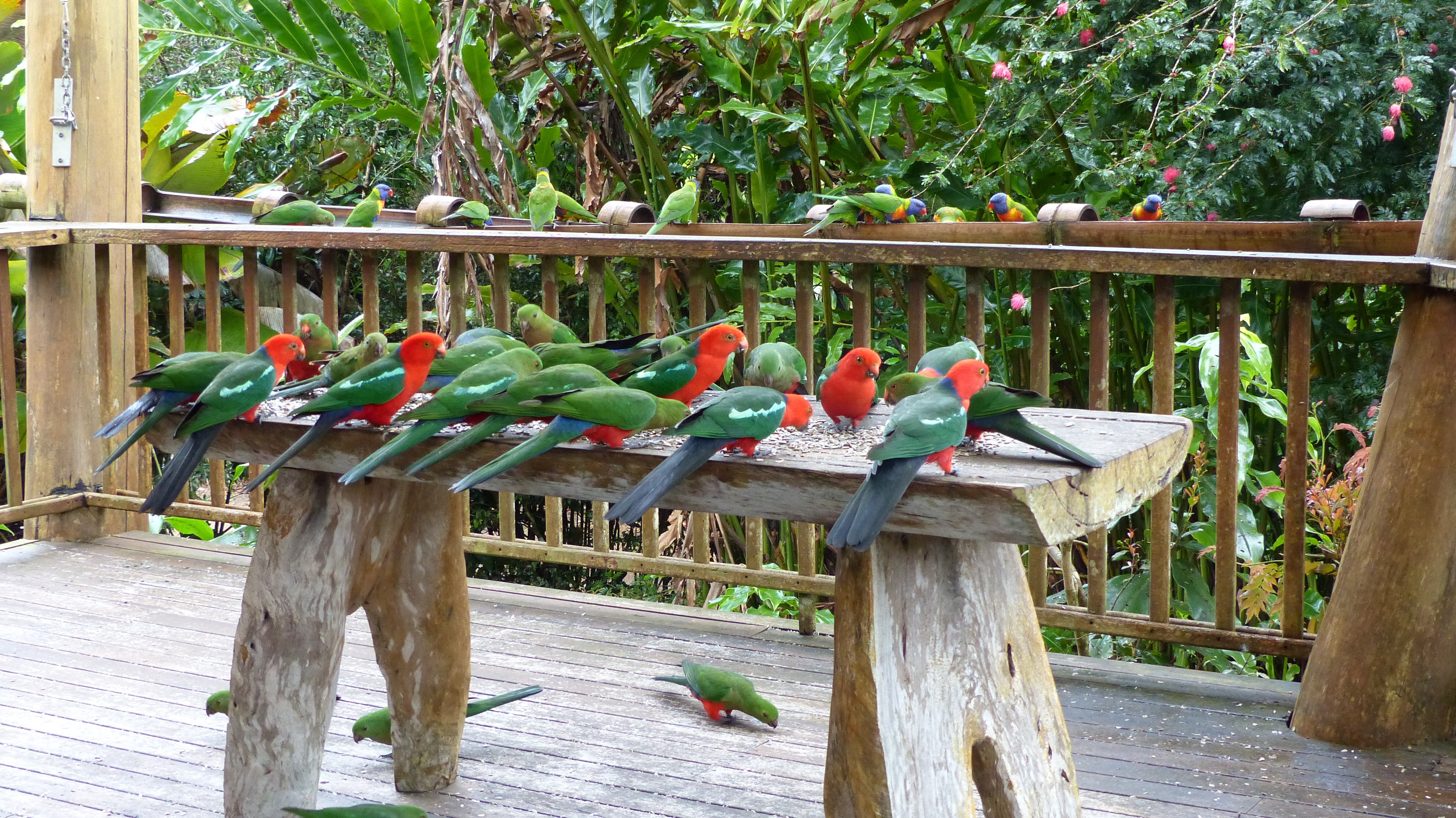 Aus fam tonen vogels