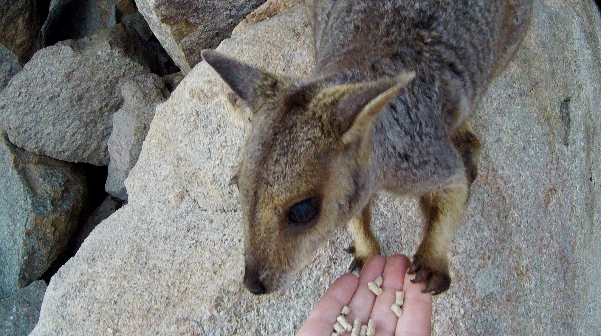 Aus familie van oord wallaby voeren