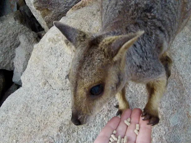 Aus familie van oord wallaby voeren