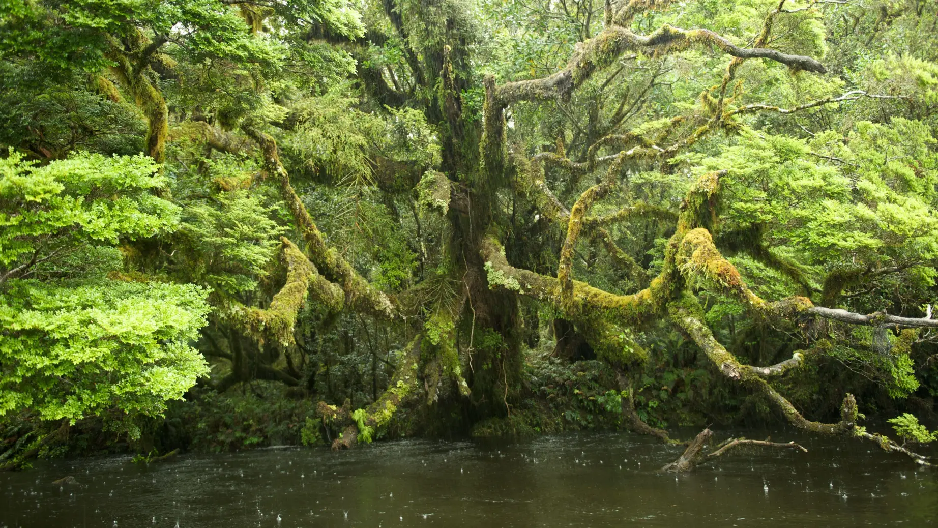 Mit Moos bewachsener Baum über Wasser in Fiordland
