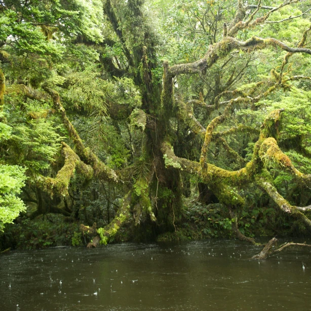 Met mos bedekte boom groeit over water in Fiordland