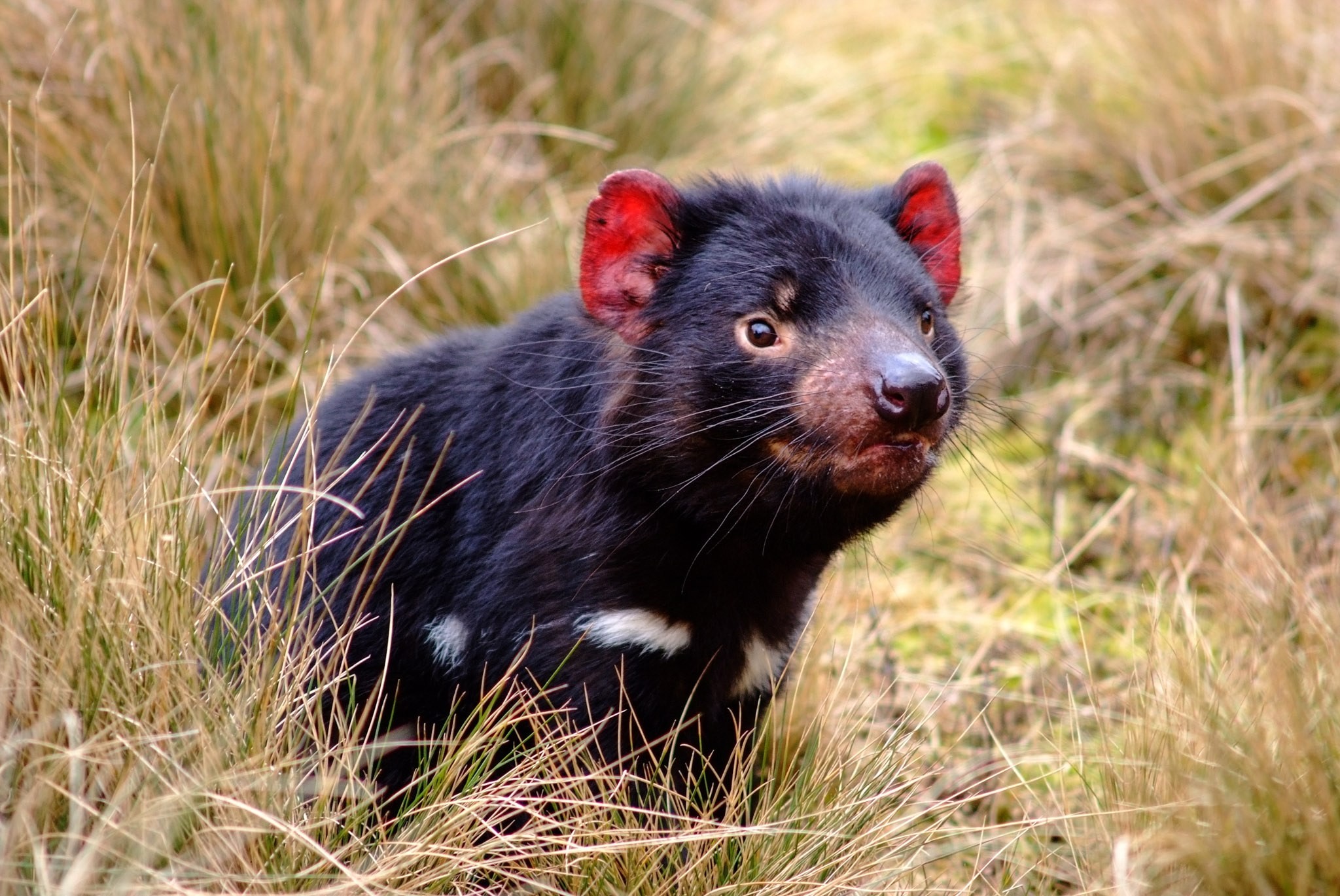 aus-tasmania - Tasmanian Devil