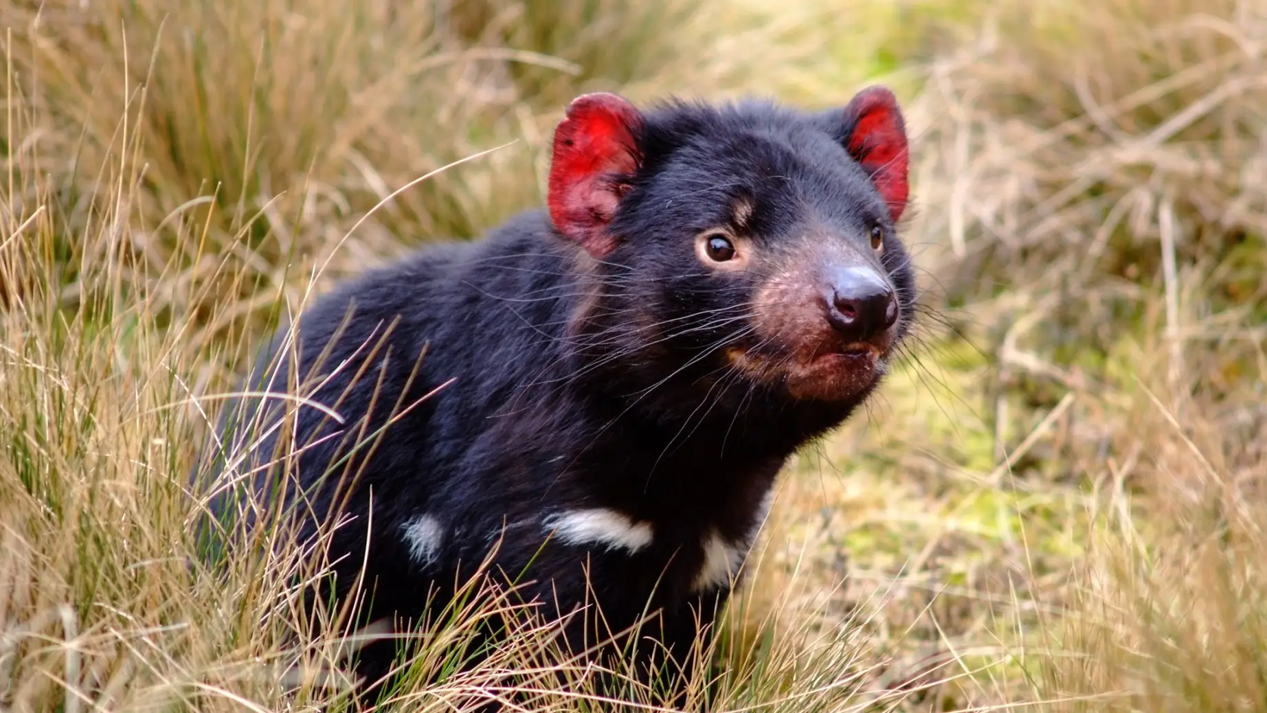 aus-tasmania - Tasmanian Devil