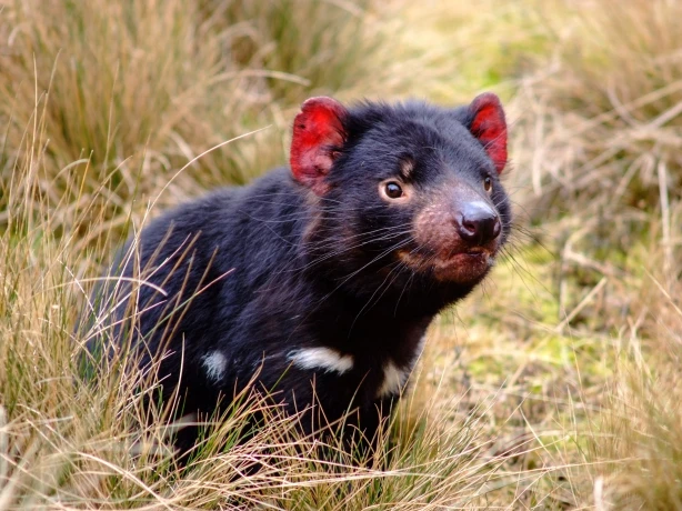 aus-tasmania - Tasmanian Devil