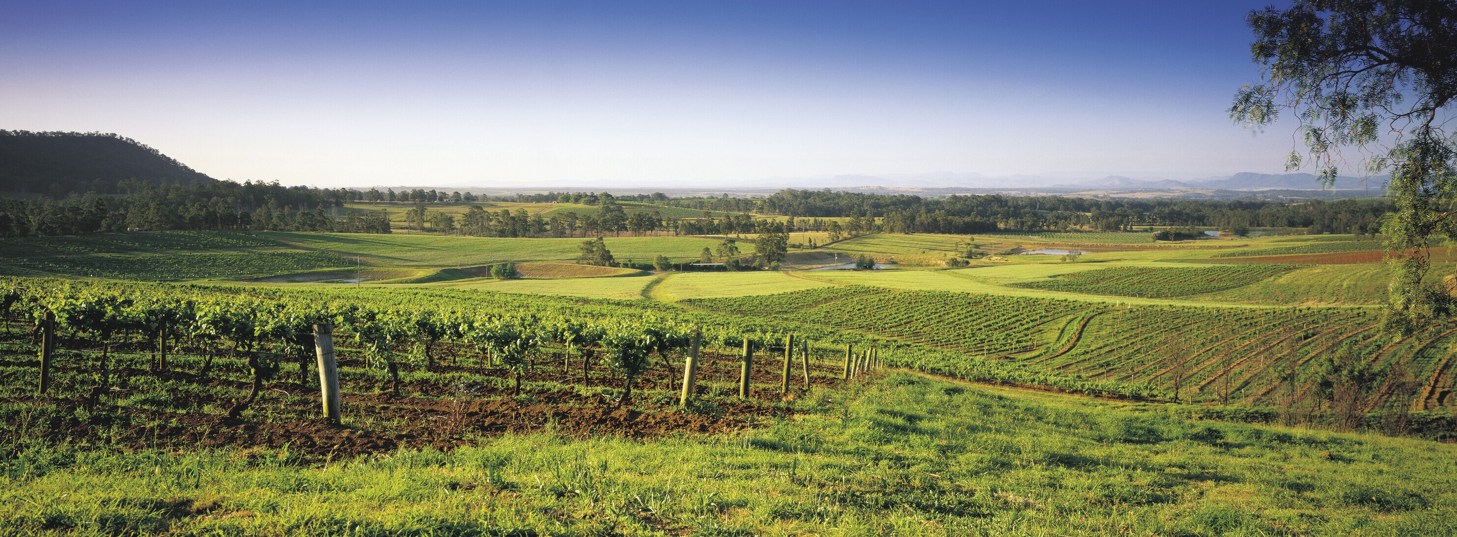 AU NSW Hunter Valley Vineyards credit Destination NSW