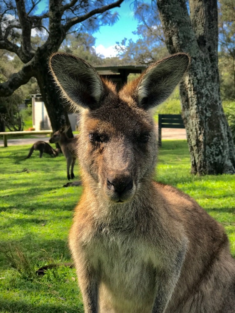 Aus jervis bay kangaroo nsw jose mizrahi unsplash