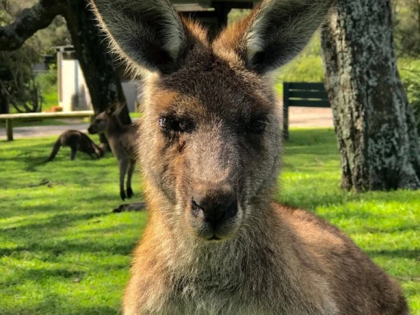 Aus jervis bay kangaroo nsw jose mizrahi unsplash