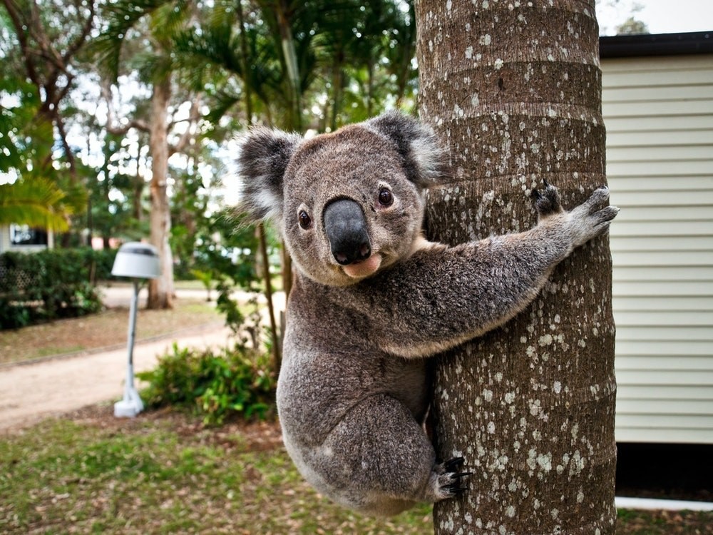 Australien nsw Koala