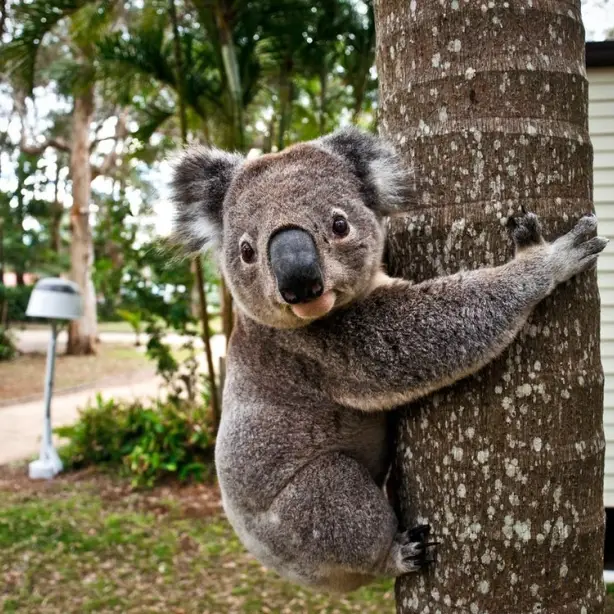 Australien nsw Koala