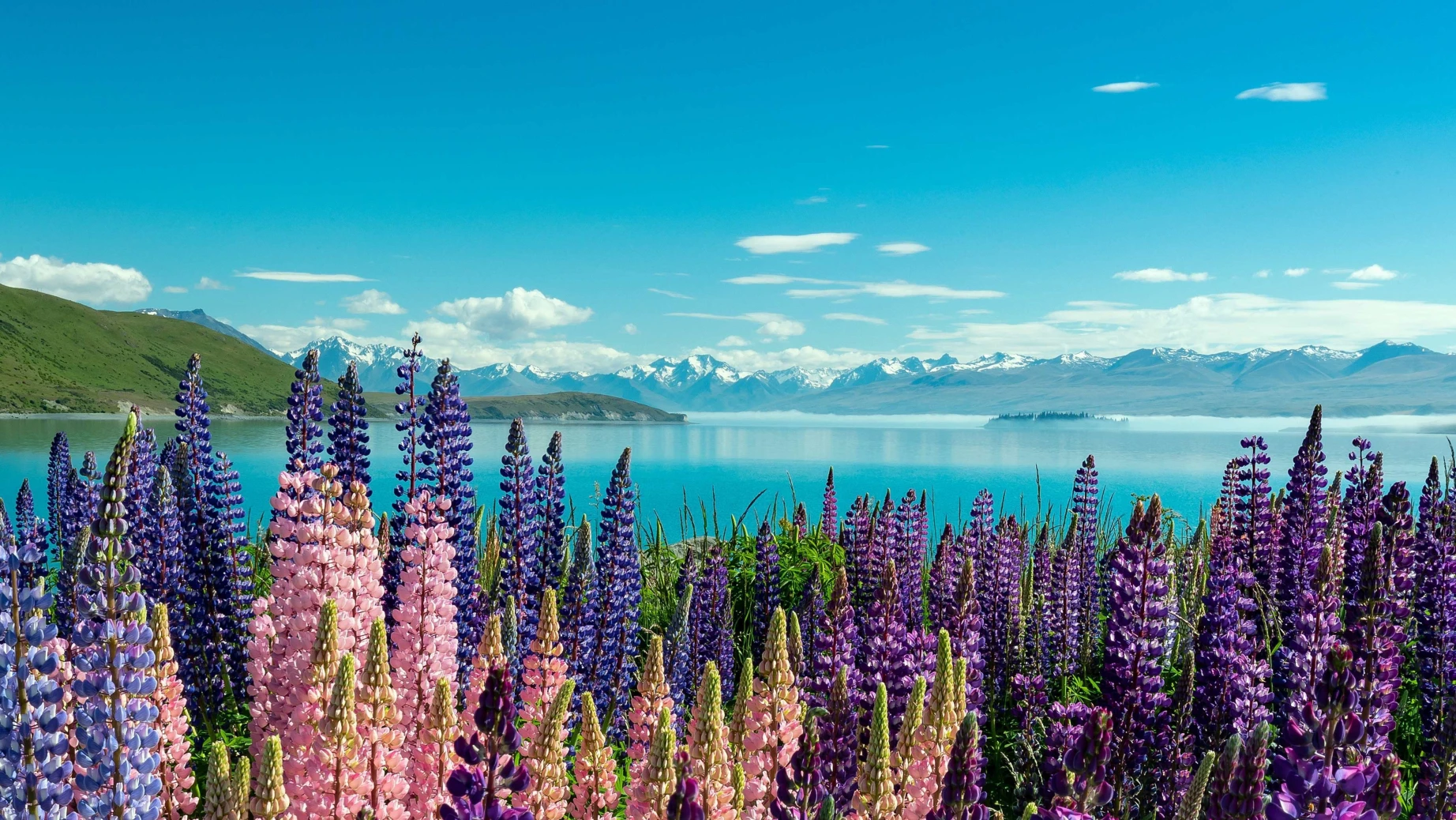 NZ Lake Tekapo Lupins