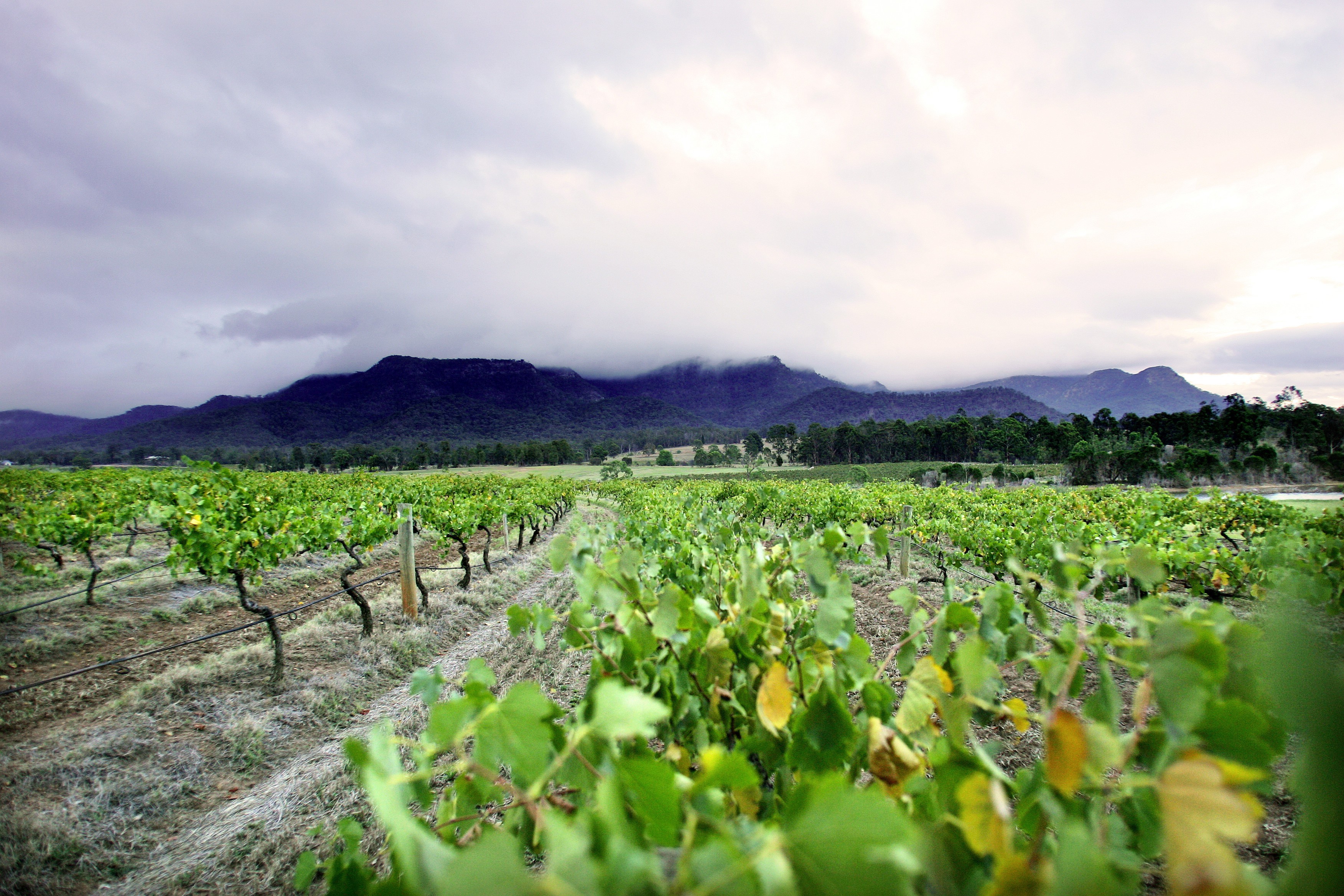 Aus nsw Audrey Wilkinson Winery hunter valley