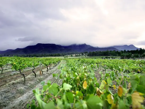 Aus nsw Audrey Wilkinson Winery hunter valley