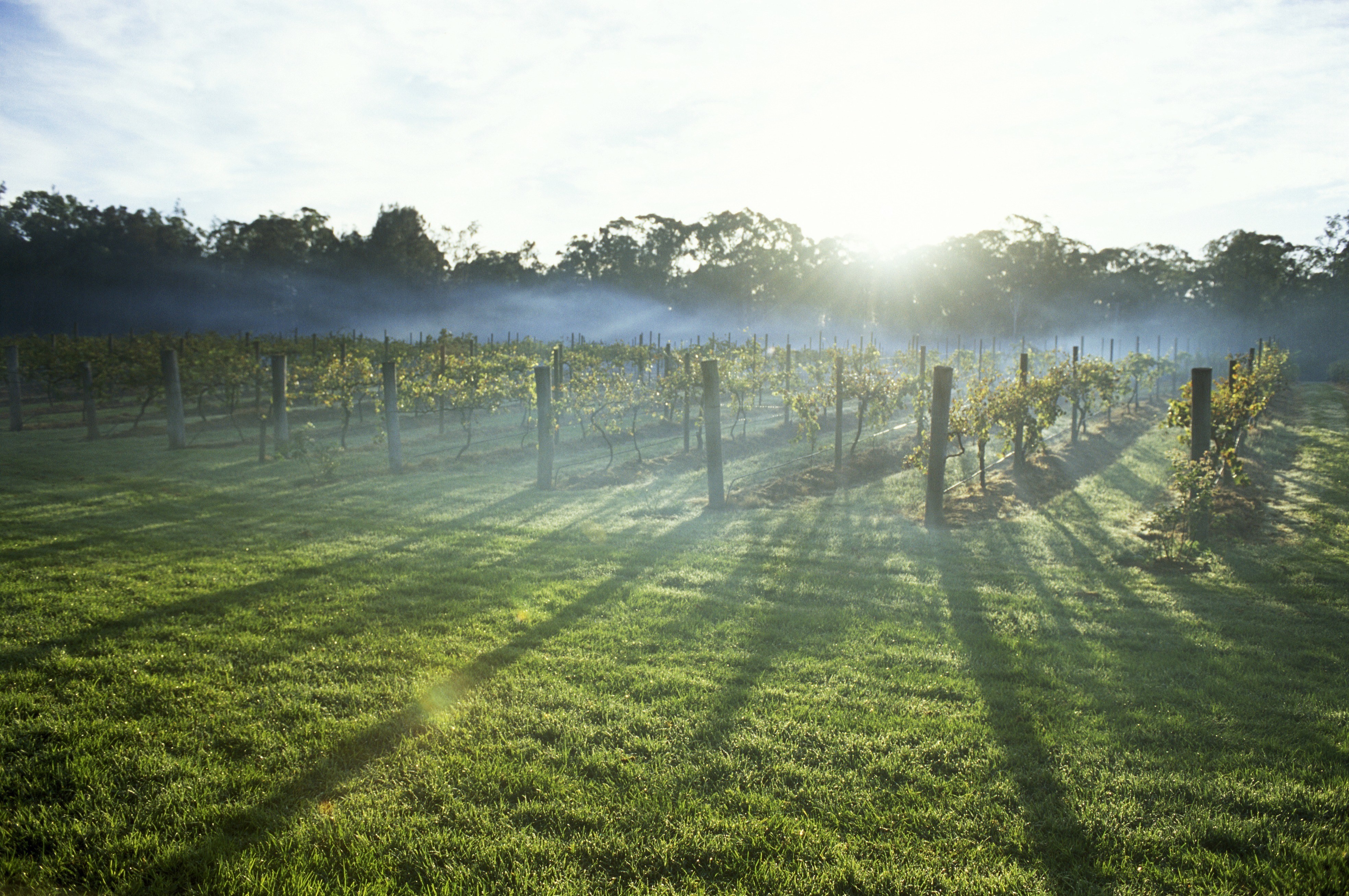 Aus nsw Hunter Valley Vineyards