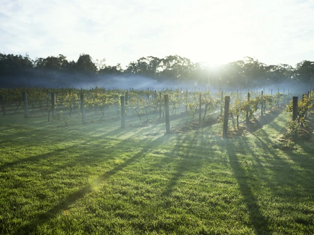 Aus nsw Hunter Valley Vineyards