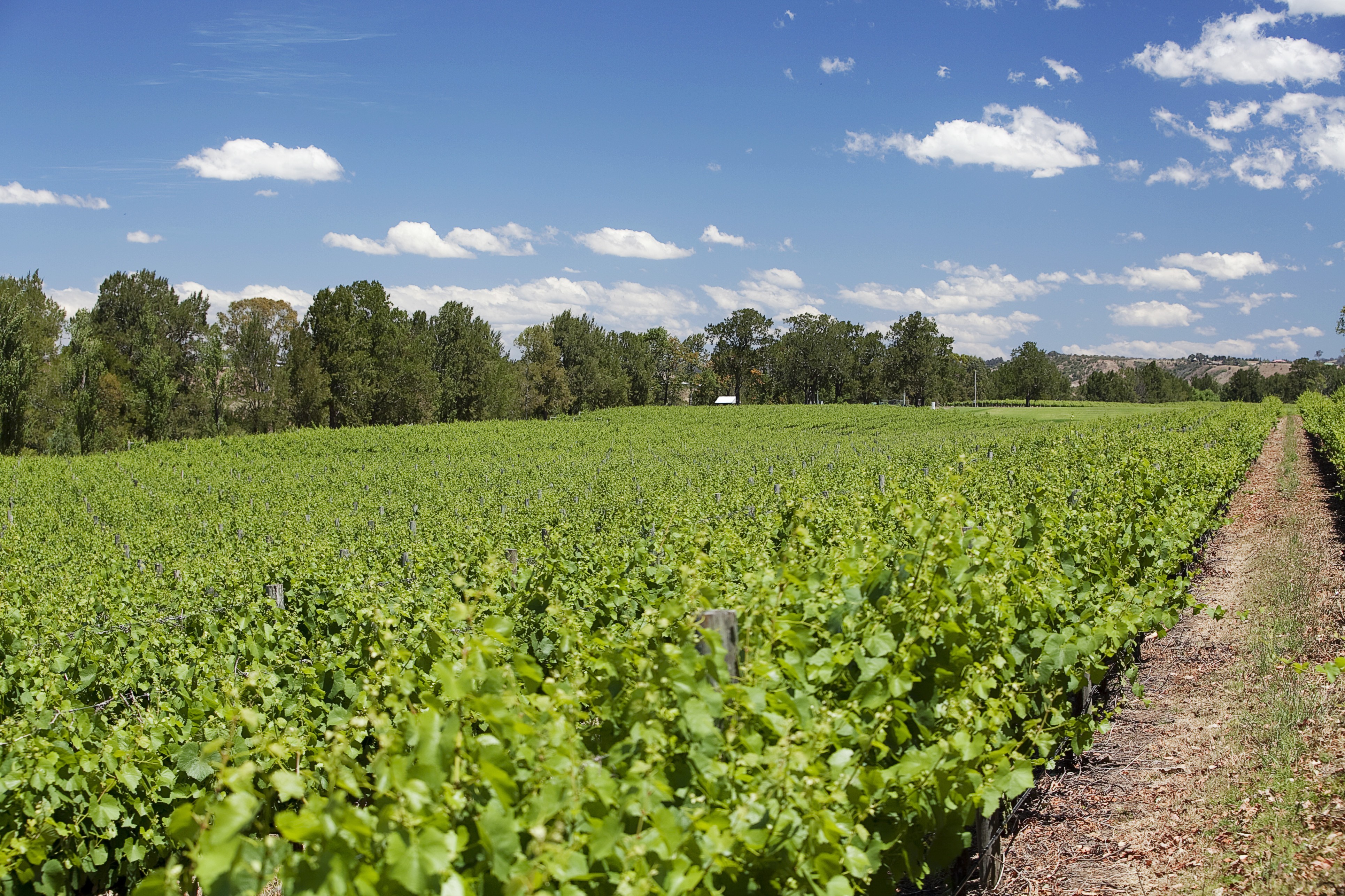Aus nsw Wyndham Estate hunter valley