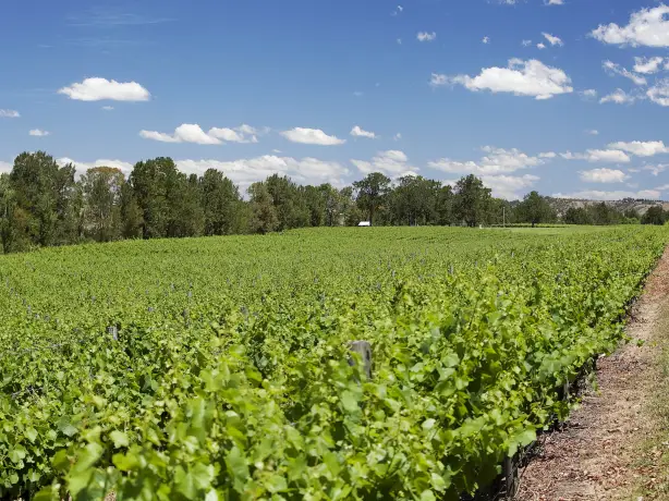 Aus nsw Wyndham Estate hunter valley