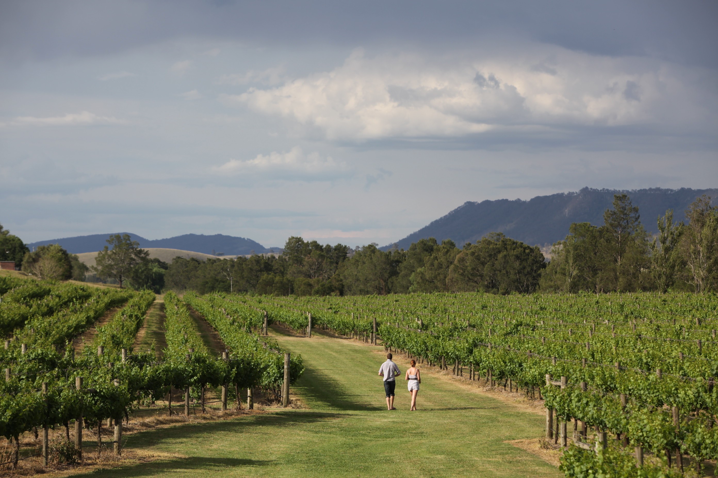 Aus nsw Wyndham Estate hunter valley
