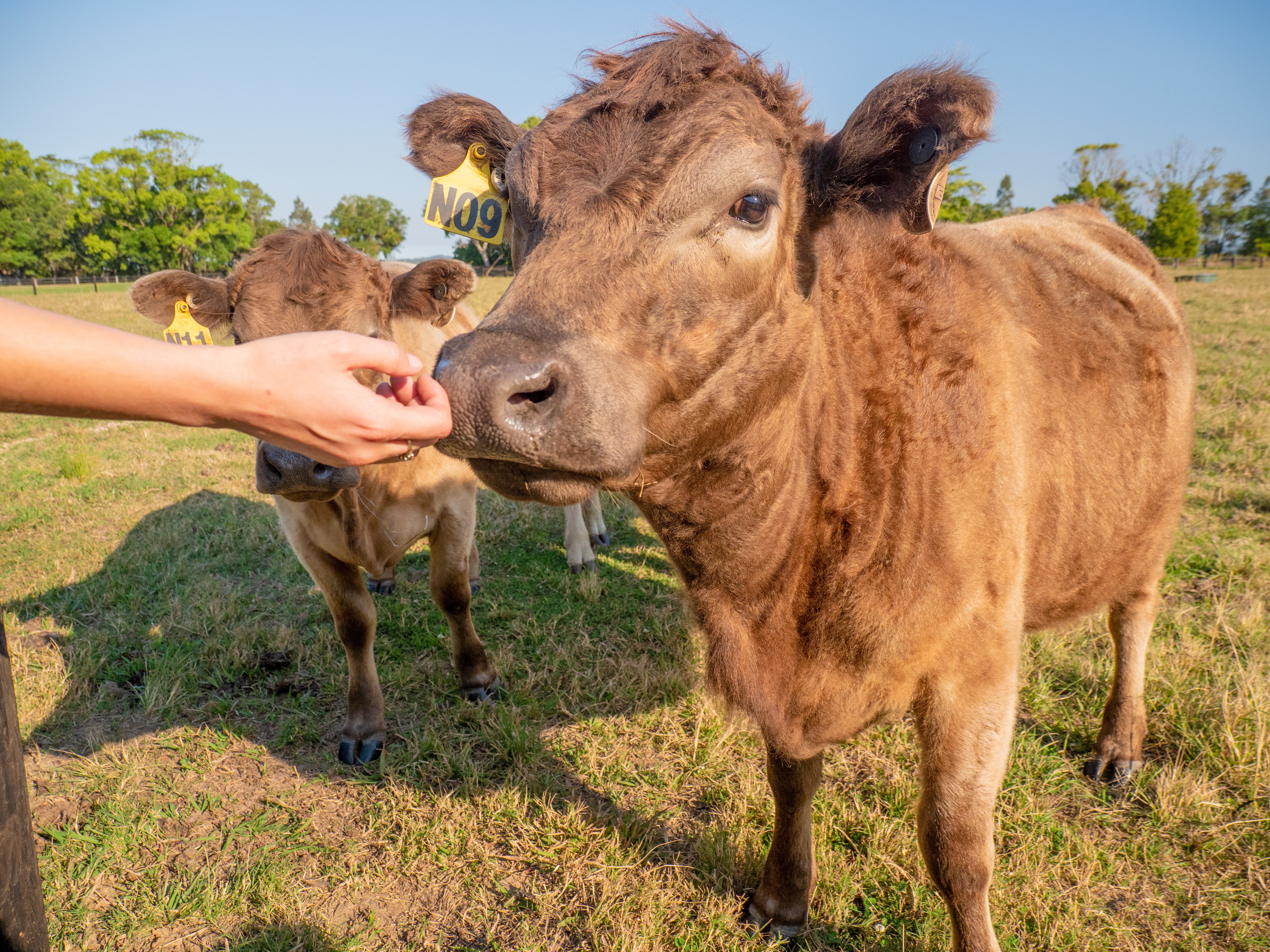 Two young cows standing in a grassy paddock, one being gently fed by a person’s hand.