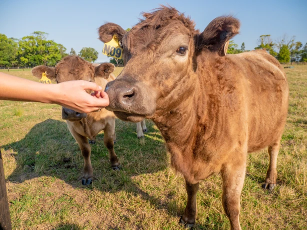 Two young cows standing in a grassy paddock, one being gently fed by a person’s hand.