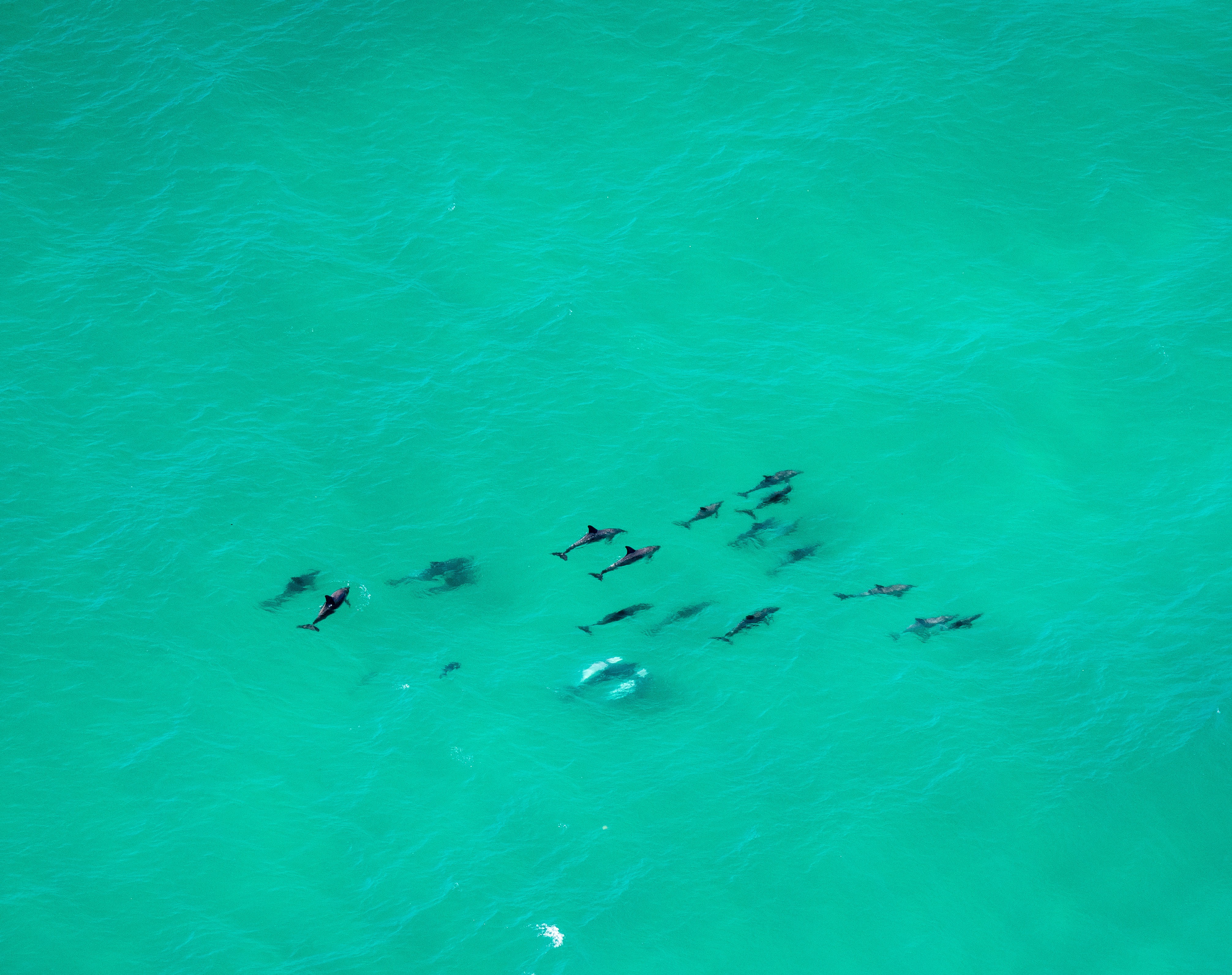 Aus nsw byron bay dolphins
