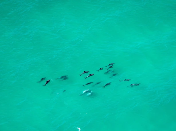 Aus nsw byron bay dolphins