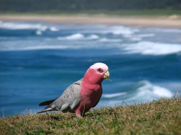 Aus nsw coffs harbour galah credit coffscoast com