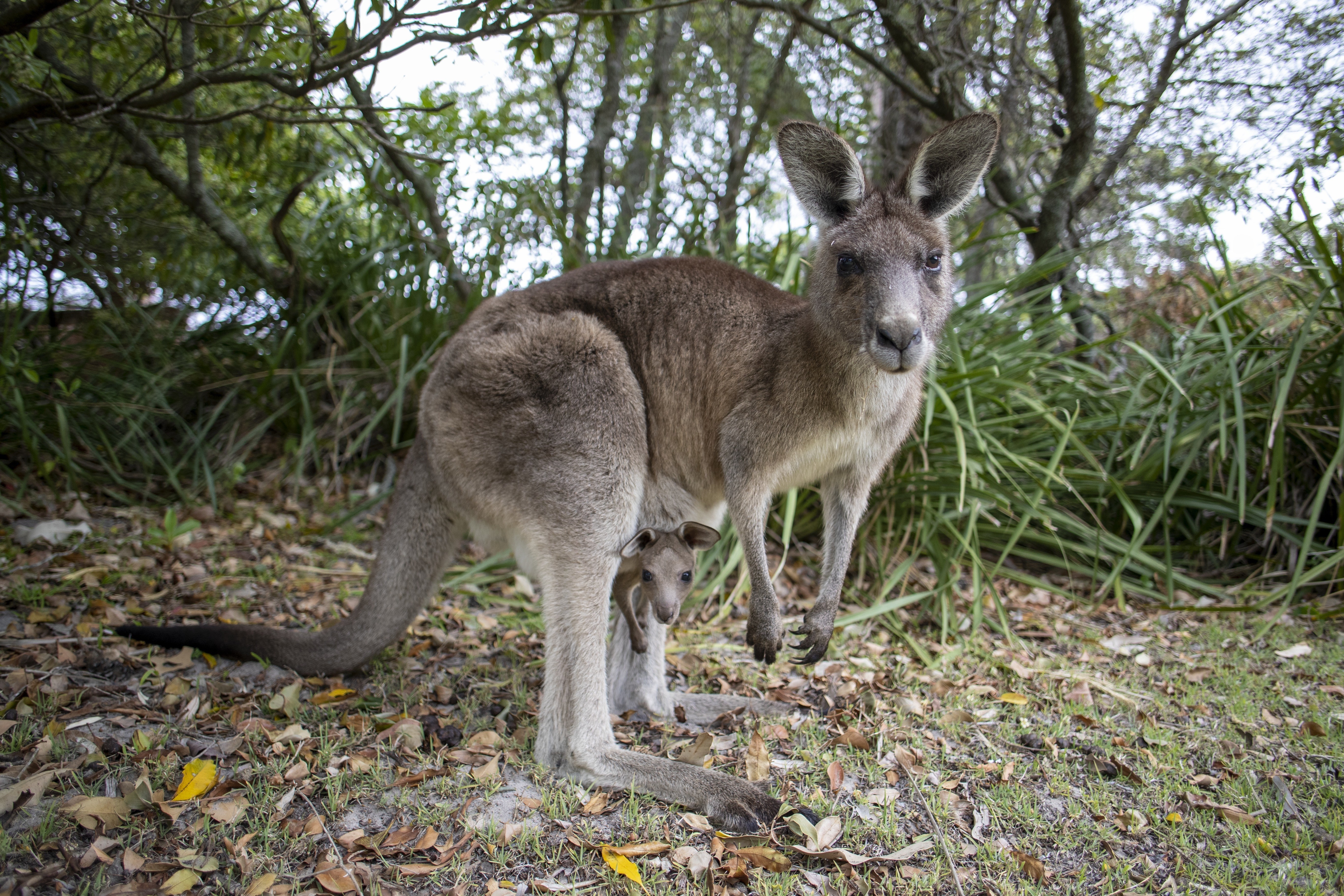 Aus nsw jervis bay kangaroo