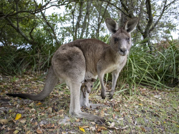 Aus nsw jervis bay kangaroo