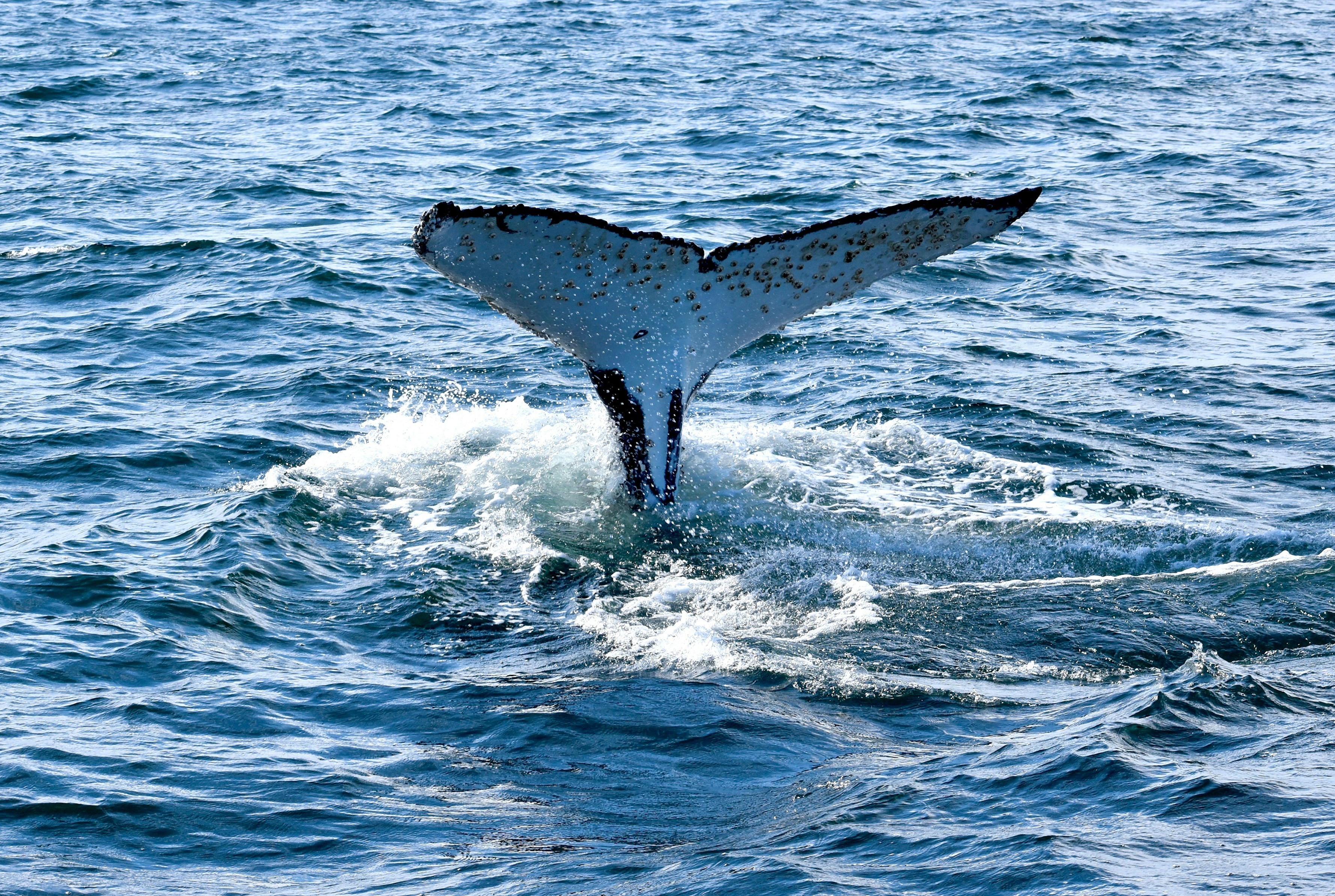Aus nsw jervis bay huskisson whale jim carroll