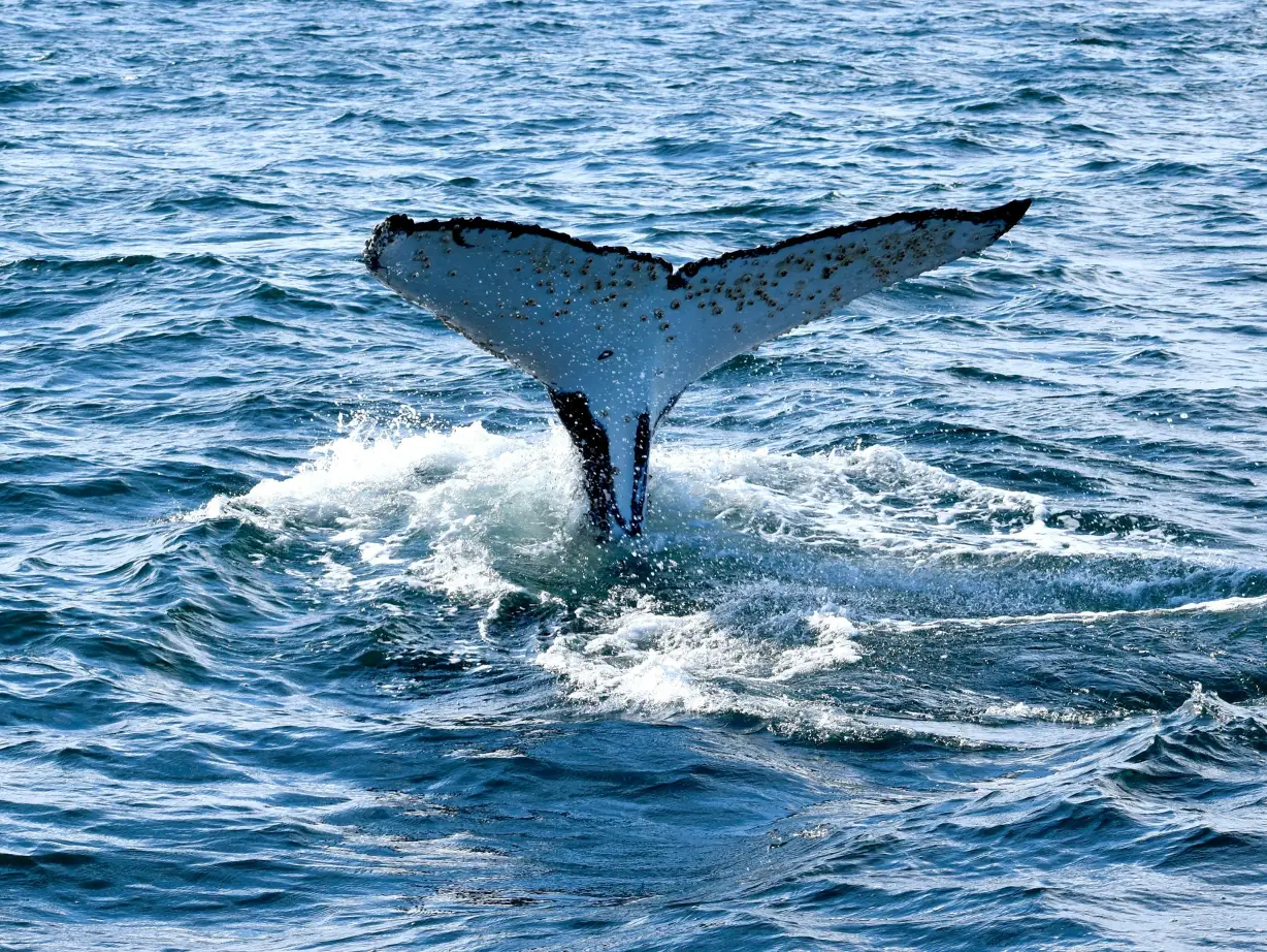 Aus nsw jervis bay huskisson whale jim carroll