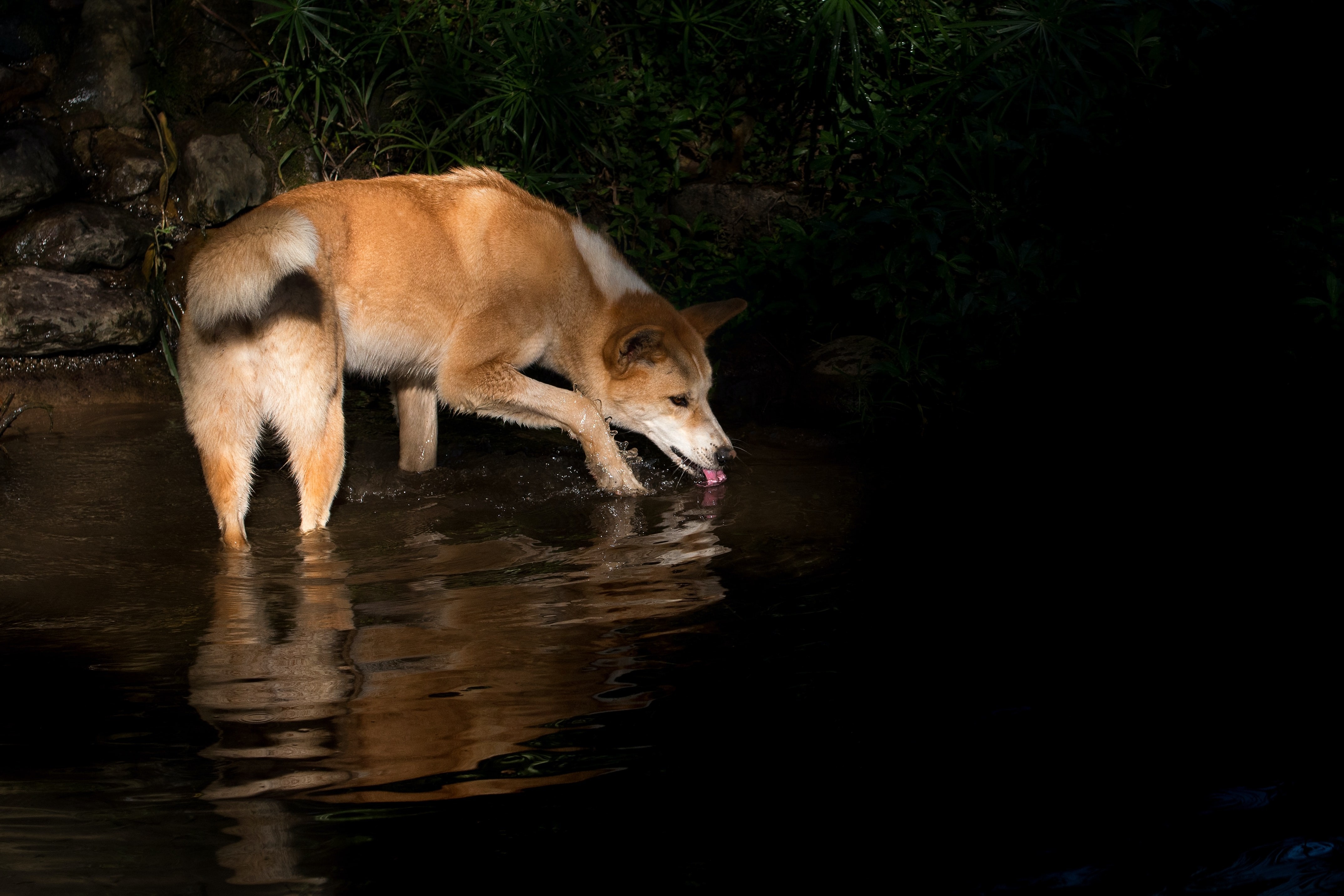 AUS_NT_Australian dingo drinking water