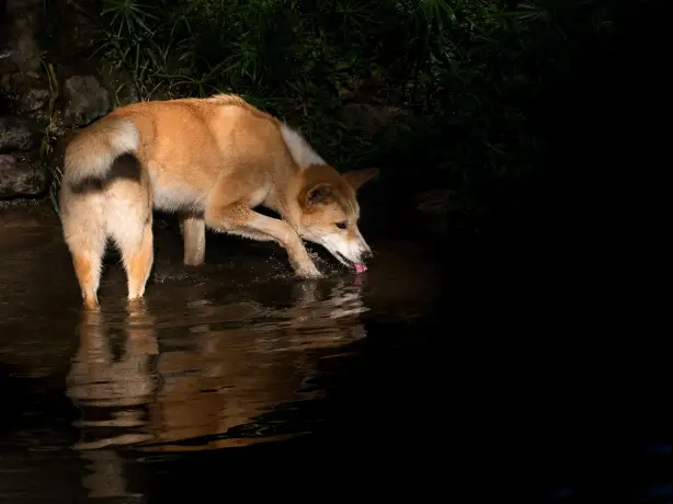 AUS_NT_Australian dingo drinking water