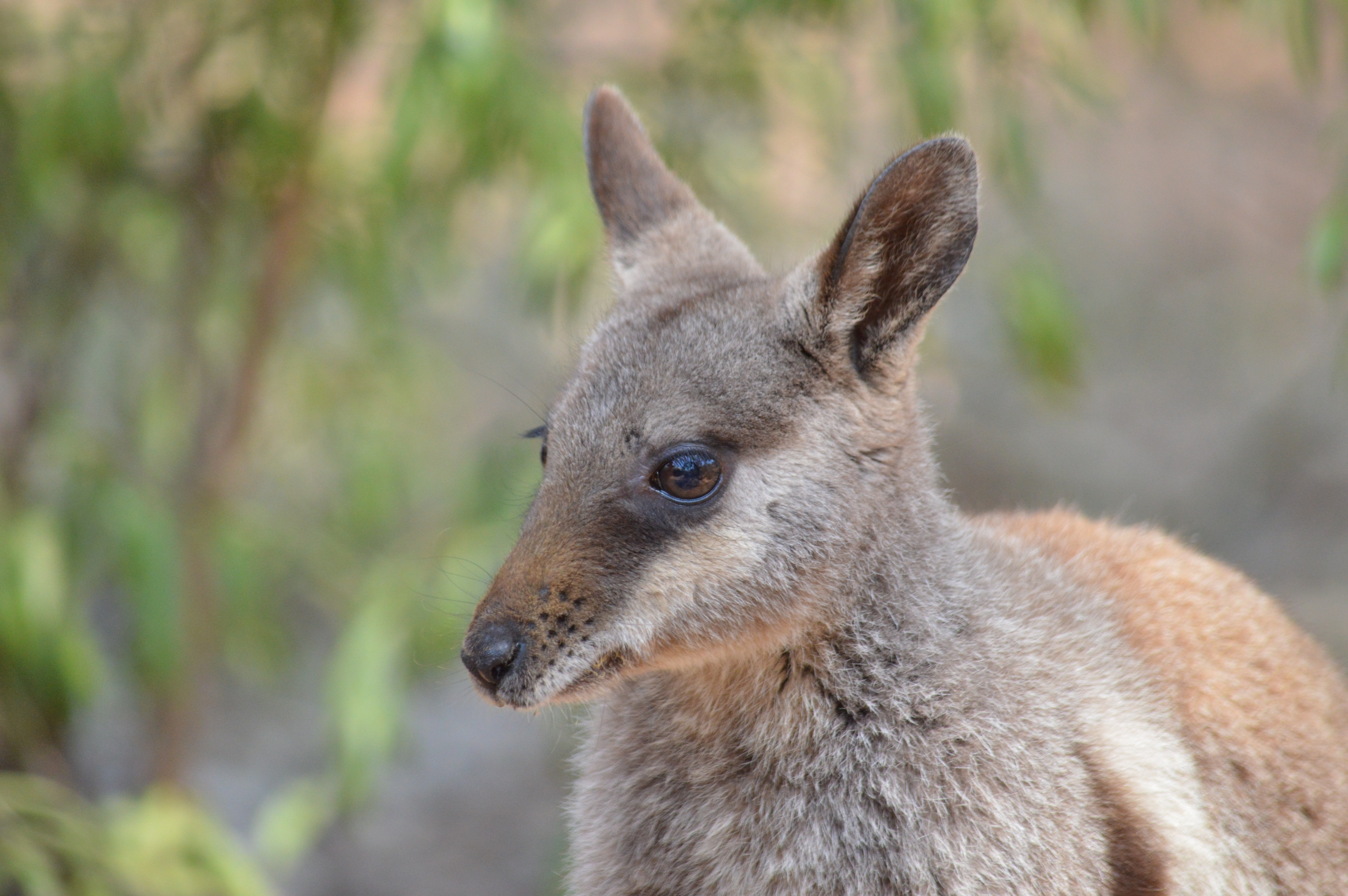 AUS_NT_Wallaby