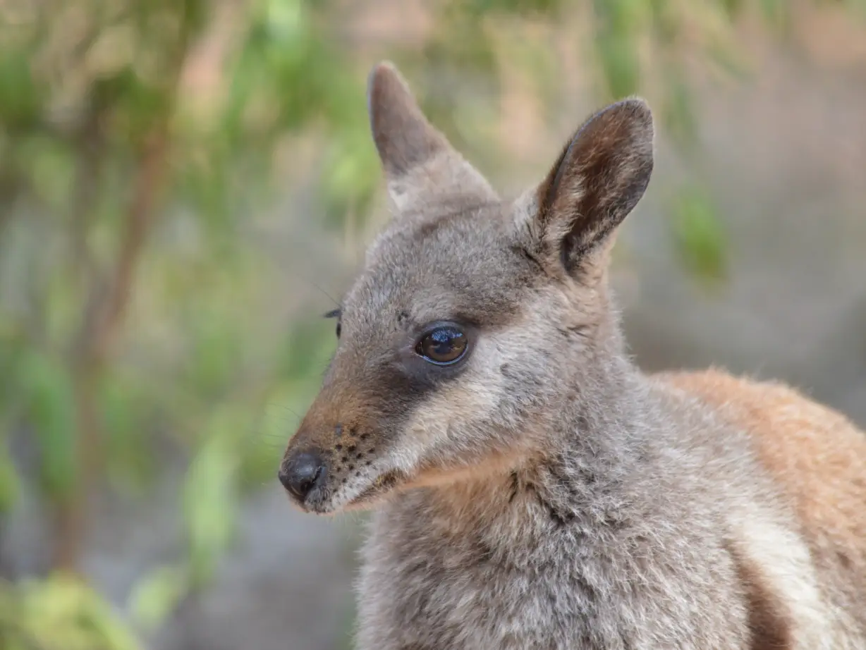 AUS_NT_Wallaby