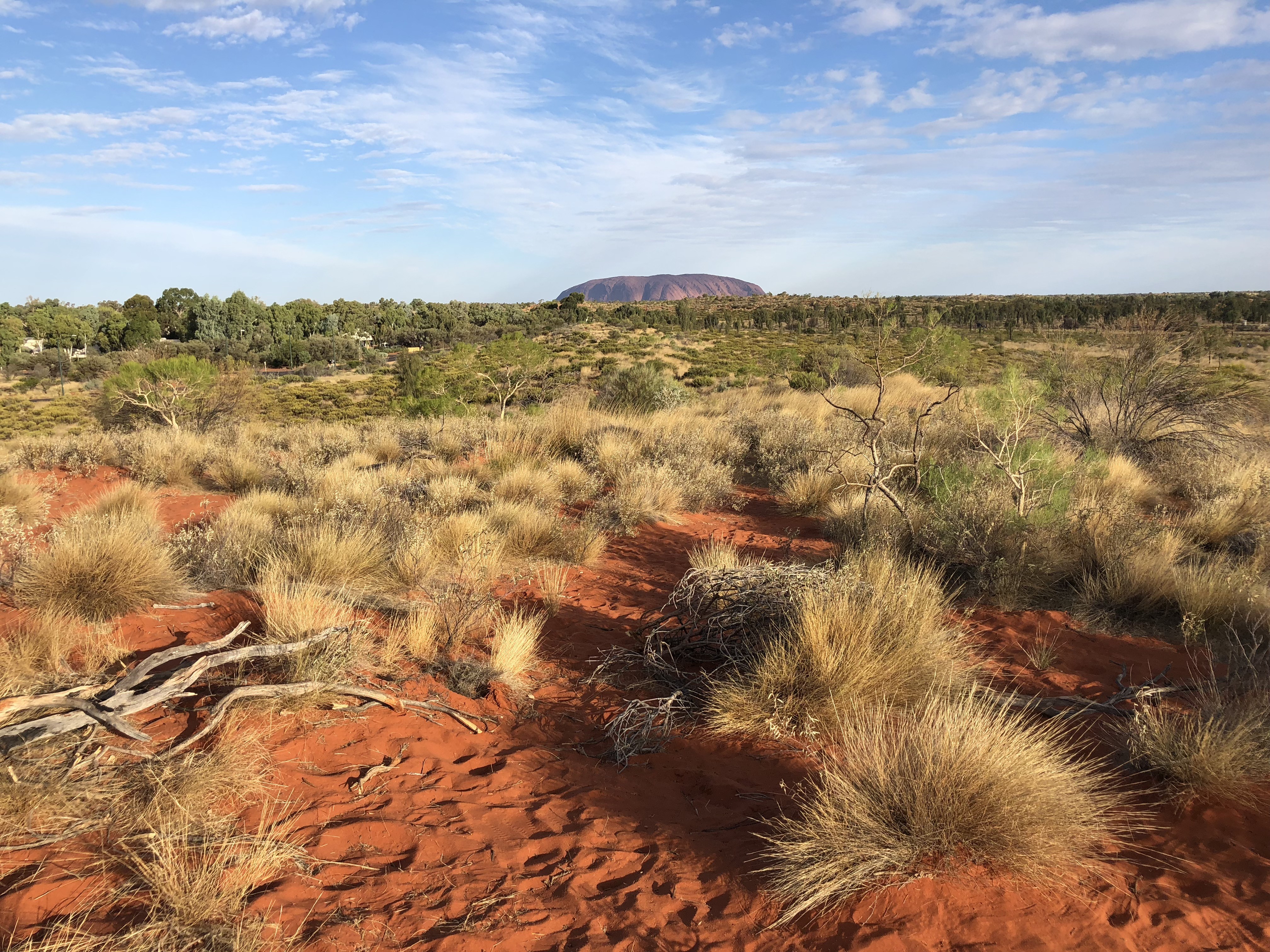 Roter Sand und Büsche in Outback in Australien mit Uluru im Hintergrund