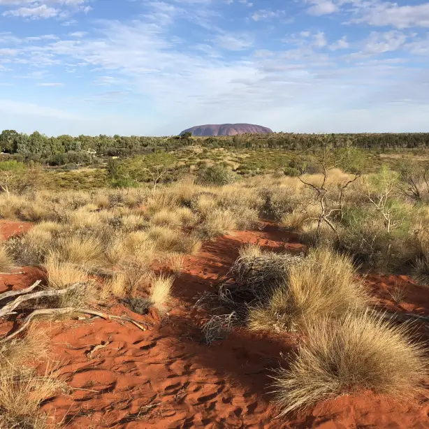 Roter Sand und Büsche in Outback in Australien mit Uluru im Hintergrund