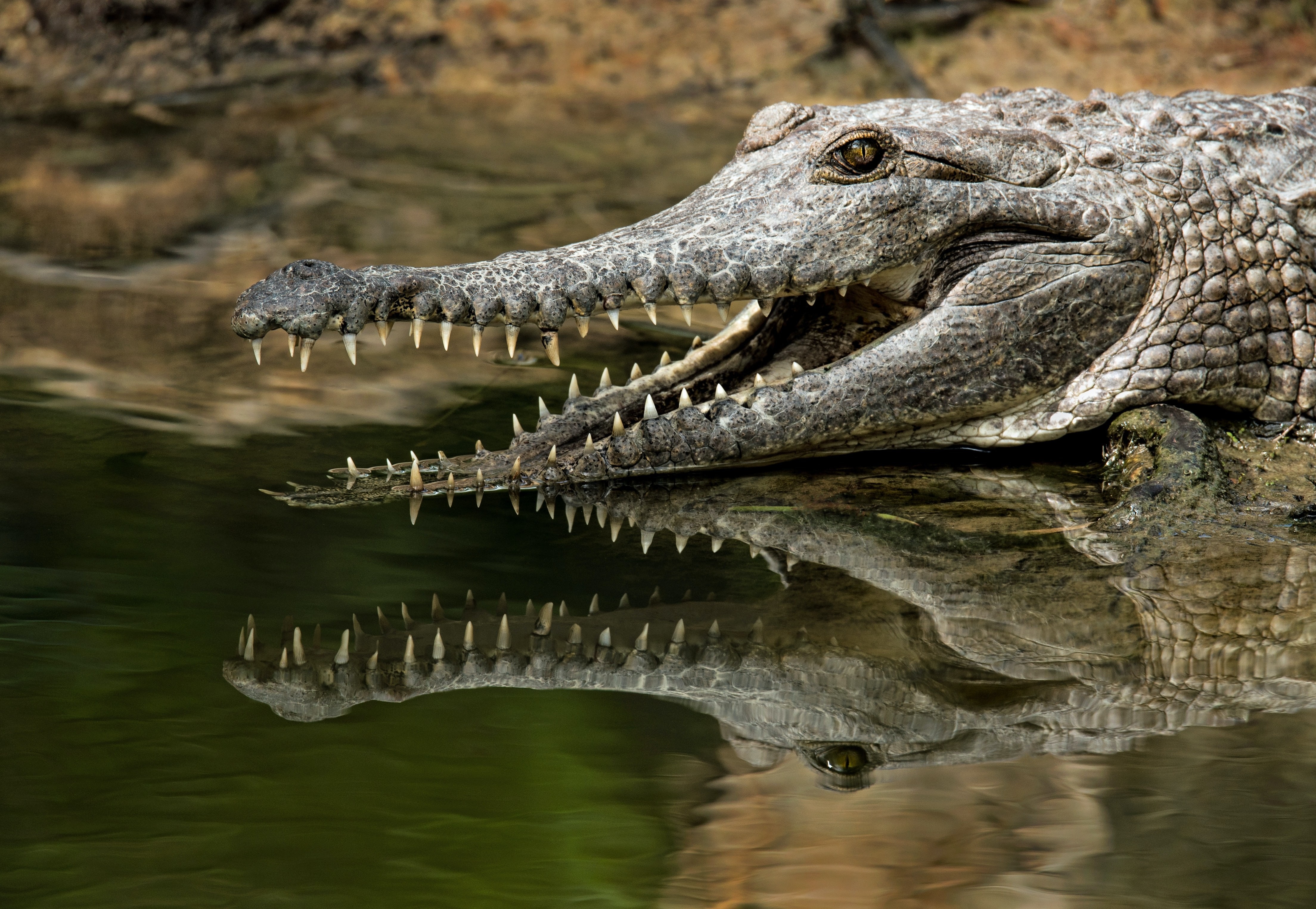 Australien Süßwasser Krokodil Hartleys Crocodile Adventures Cairns