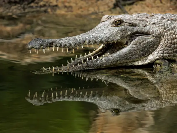 Australien Süßwasser Krokodil Hartleys Crocodile Adventures Cairns