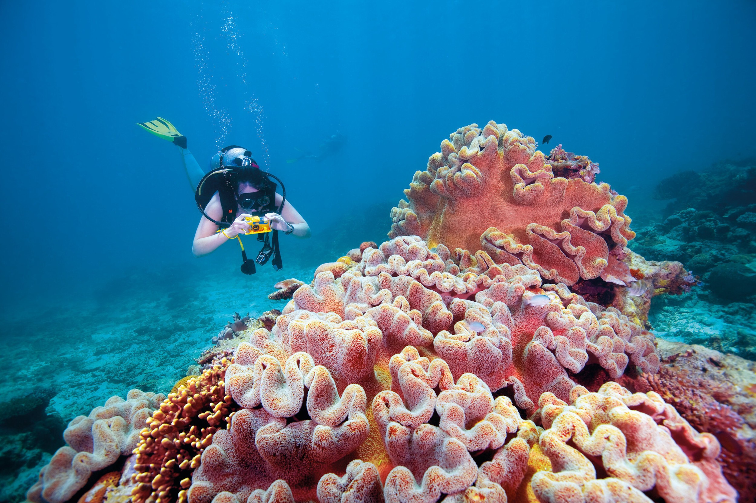 AU Queensland Great Barrier Reef Riesenkoralle Credit Tourism Australia copy