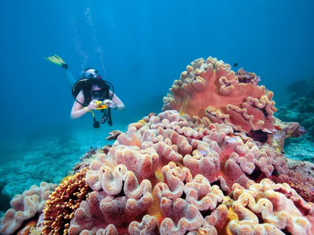 AU Queensland Great Barrier Reef Riesenkoralle Credit Tourism Australia copy