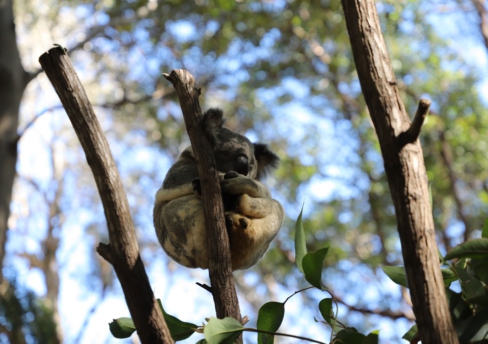 Currumbin Wildlife Sanctuary koala