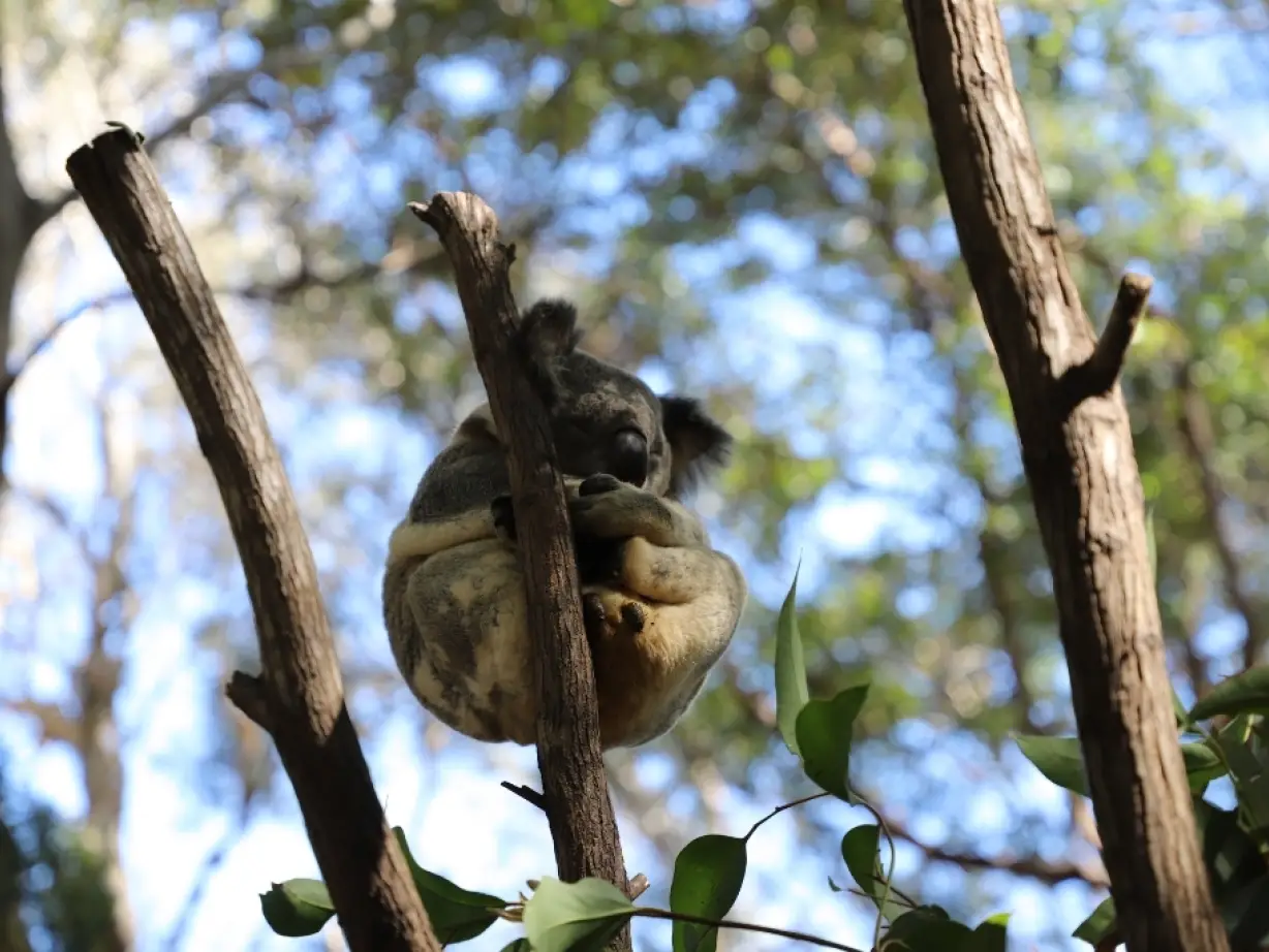Currumbin Wildlife Sanctuary koala